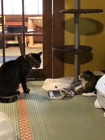 御茶ノ水 ねこカフェを知ってしまった話 保護猫 ぴなきに ピーな季節に成りました