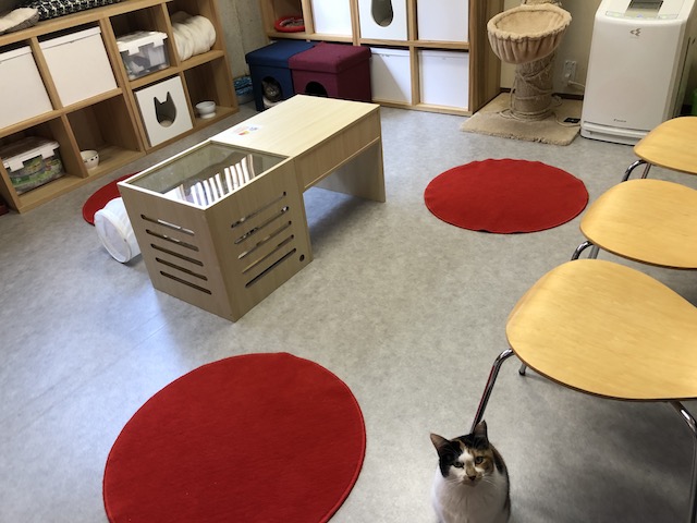 御茶ノ水 ねこカフェを知ってしまった話 保護猫 せつpのブログ