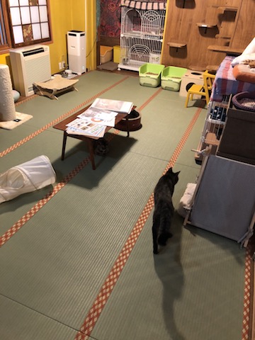 御茶ノ水 ねこカフェを知ってしまった話 保護猫 ぴなきに ピーな季節に成りました 御茶ノ水 ねこカフェを知ってしまった話 保護猫 ぴなきに ピーな季節に成りました